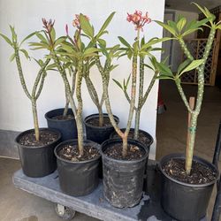 Plumeria Trees 3F $50 Each Price Firm