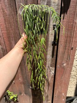 Hoya linearis