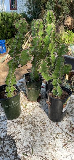 Cow horn cactus 25$each