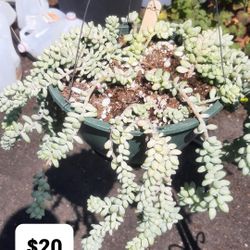Tender Succulent Hanging Baskets