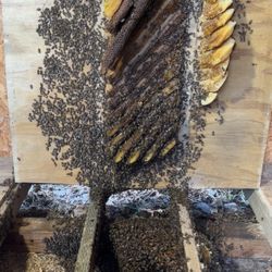 Bee Removal