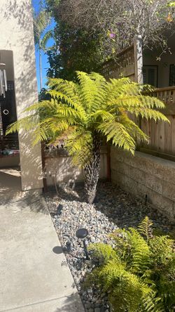 Australian Tree ferns for sale