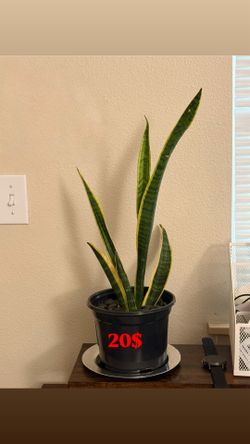 Rehoming plants
