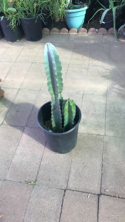 Peruvian Cactus  