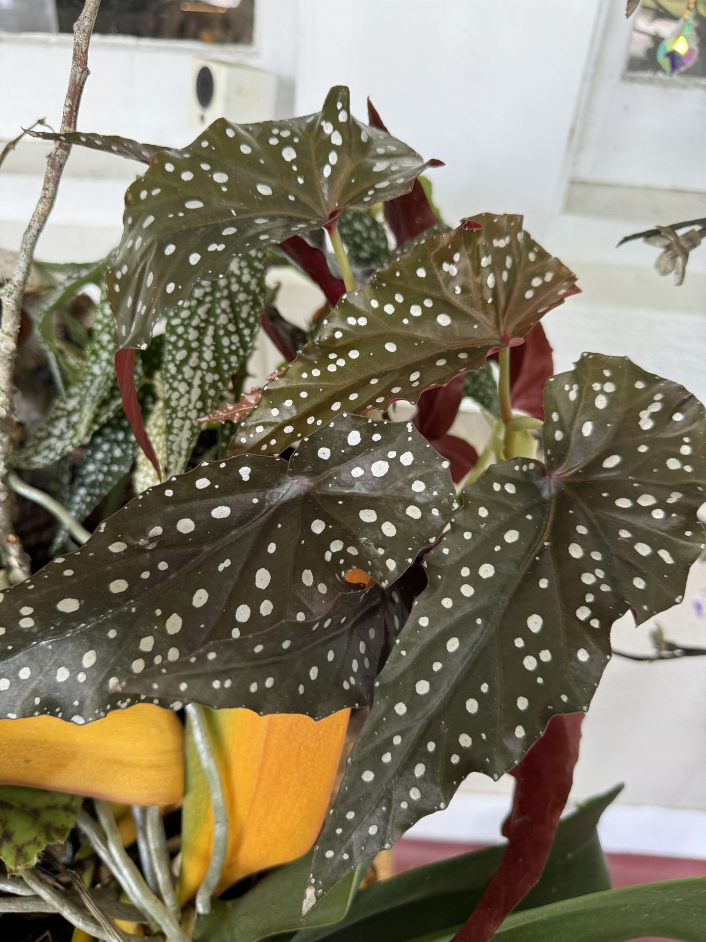 begonia plants