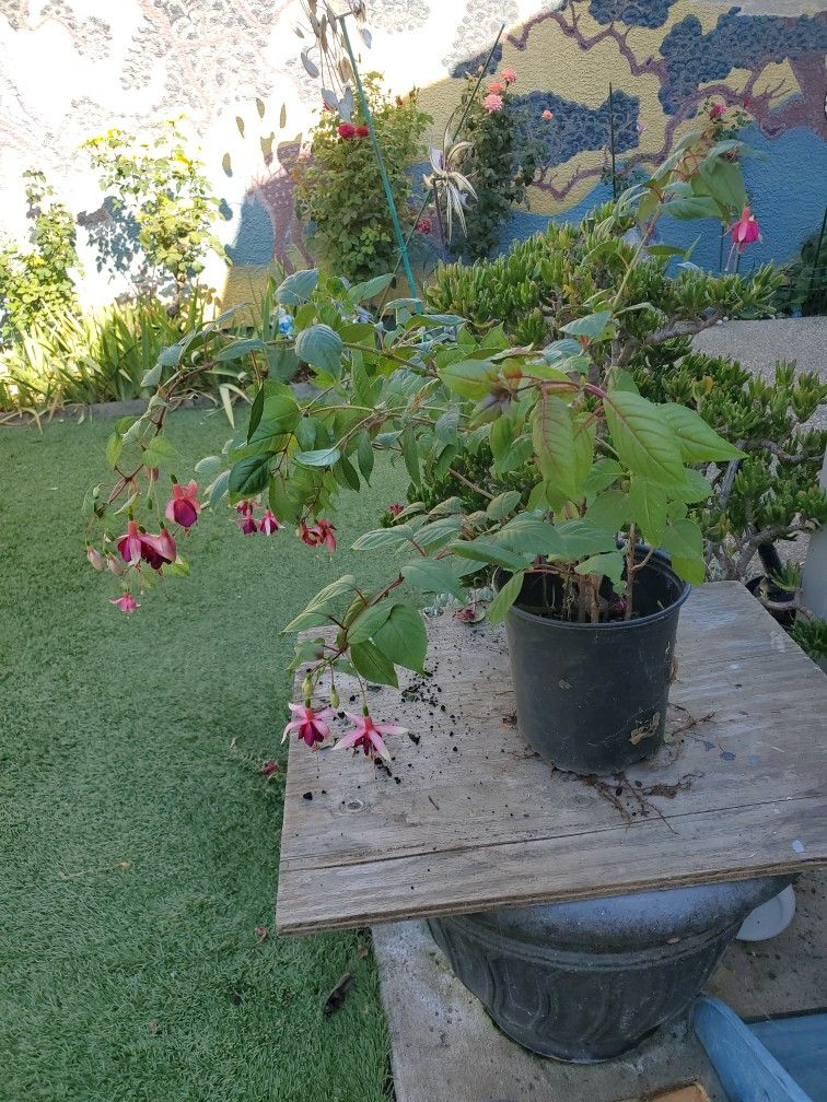 Fuchsia Flowering Plant In 2 Gallon Pot