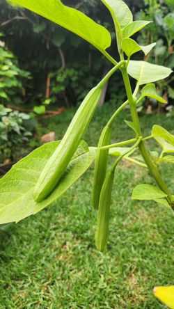 Angel trumpet plant