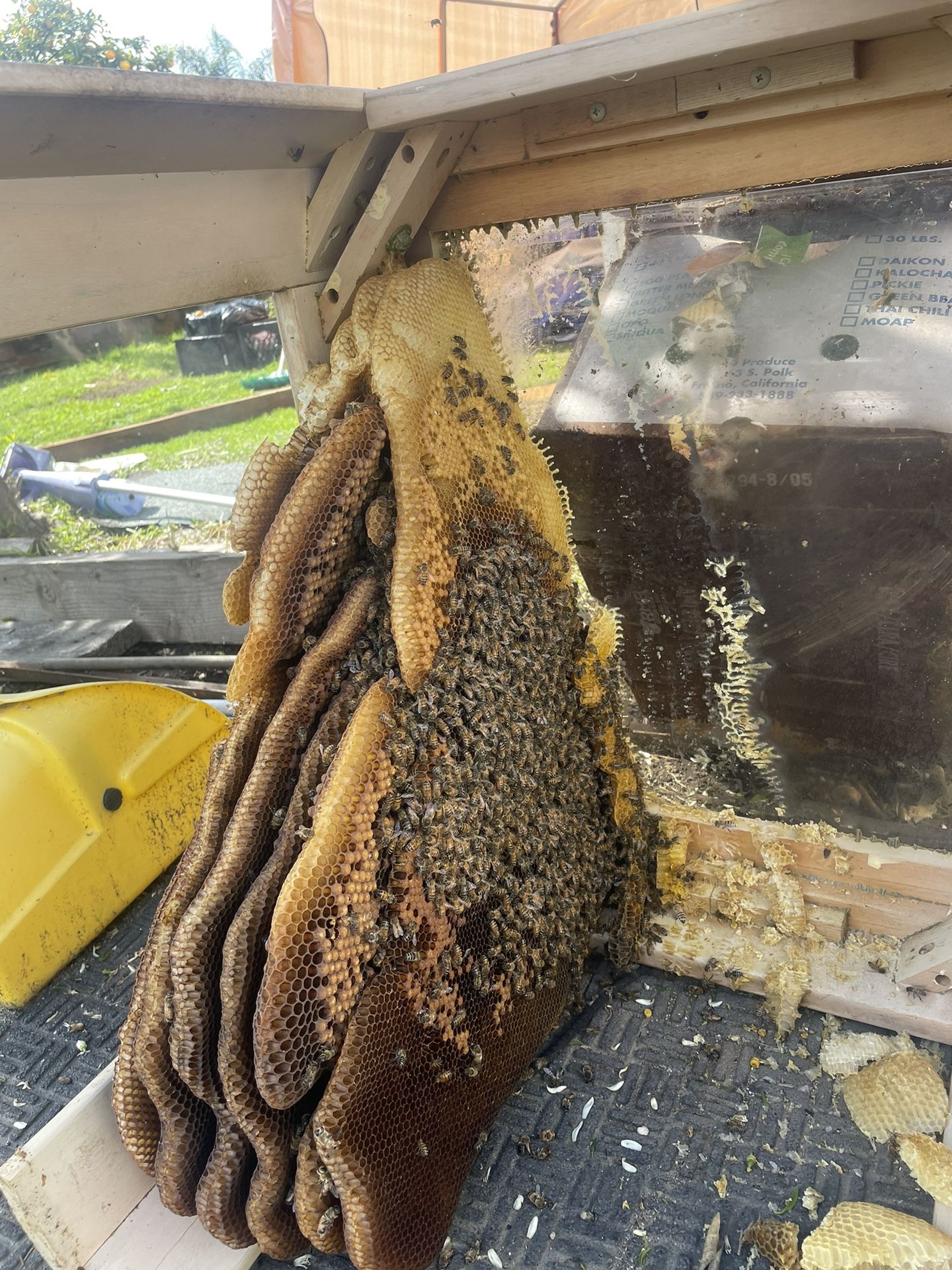 Bee Removal and Waspsπ