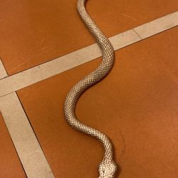 Gold snake 
