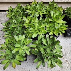 Large SEMPERVIVUM Hens & Chicks Succulents -$8 Each  