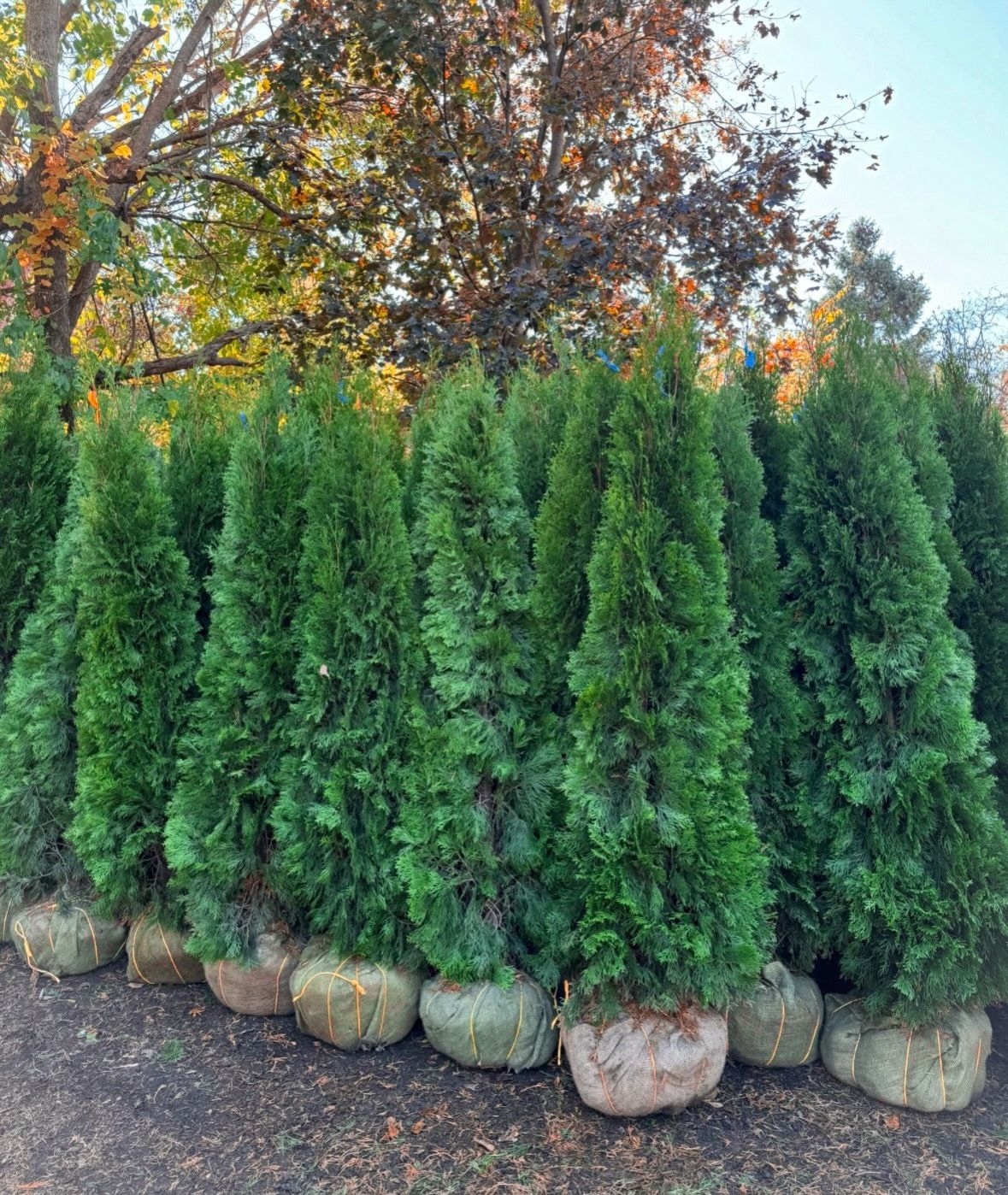 Evergreens for Instant Privacy – Green Giants, Emeralds & More