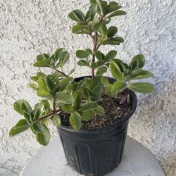 1 Gallon Pot Succulent Plant- Plectranthus Neochilus - Mike's Fuzzy Wuzzy - Blue Lobster Flower - Rooted & Established - Drought Resistant - 🪴