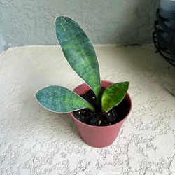 Sansevieria Hahnii  Whale Fin Plant 
