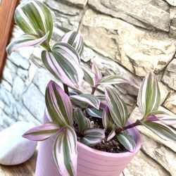 Tradescantia Nanouk , Inch House Plant In Textured Ceramic Pot 6.5"H