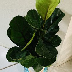 Fiddel Leaf Fig plant with in 6” White  pot👉ONLY MSG When You Ready For Pickup THIS PLANT Please 🪴 