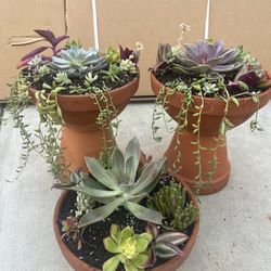 Succulent Planter