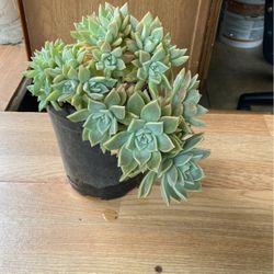 Suculenta