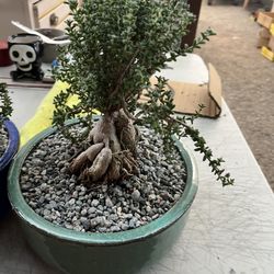 10” Ceramic Pots With Trichodiadema Bulbosum African Bonsái $75 Each 