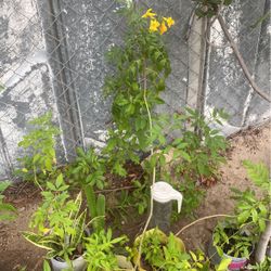 Planta De Esperaza  $7.00 Cada Una  O 2x $12.00