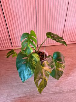Monstera Aurea Plant - 8inch #6