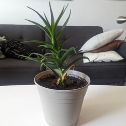 Climbing Aloe Live Plant 18" With Growing Pot Included
