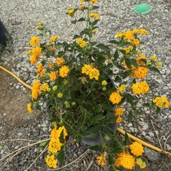 Yellow Lantana Bush5gal
