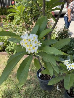 Plumeria Plant