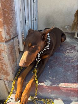 Dog items for free!! dog collar for free!