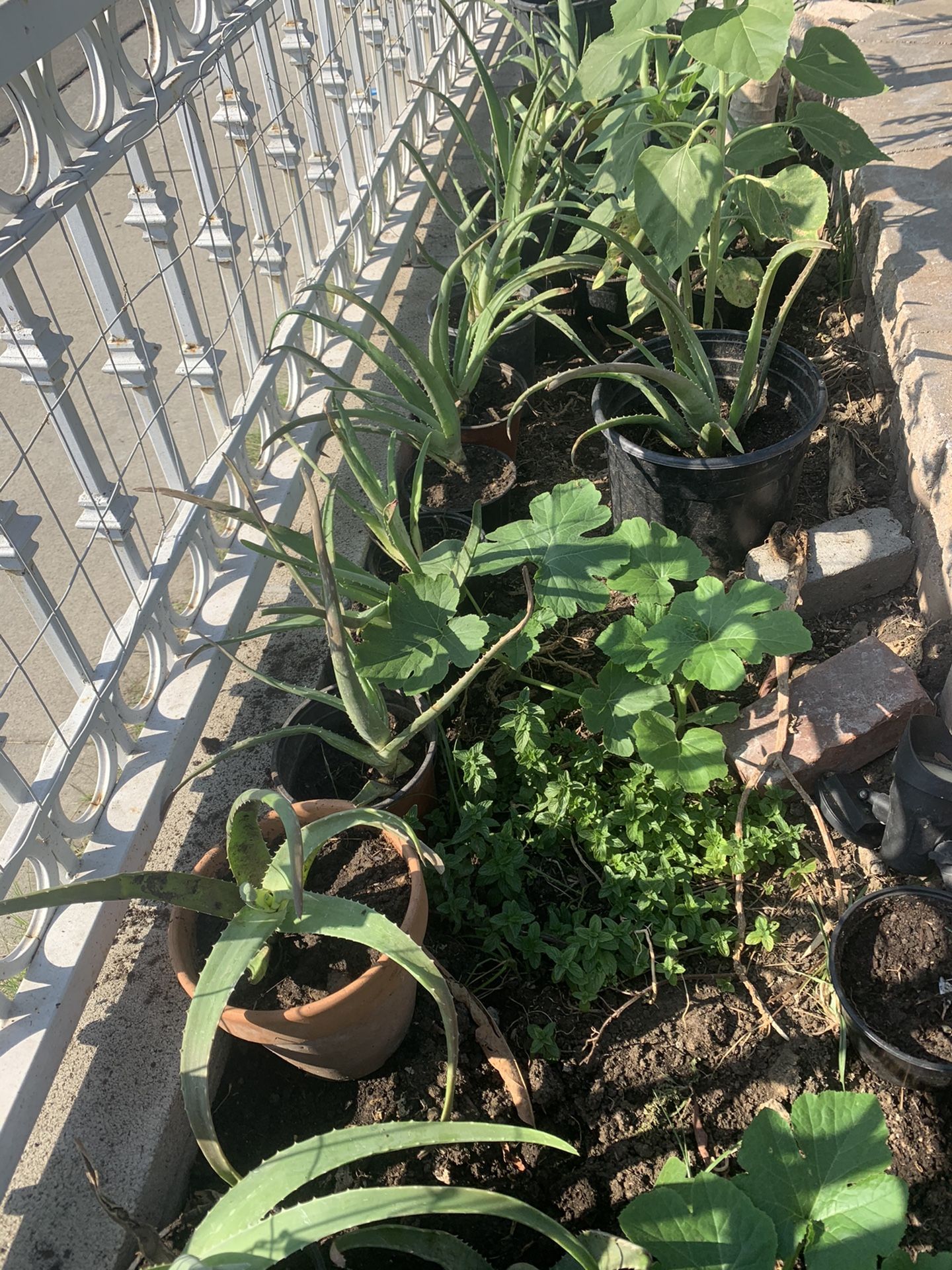 Baby Aloe Vera Plants, hijos de saliva