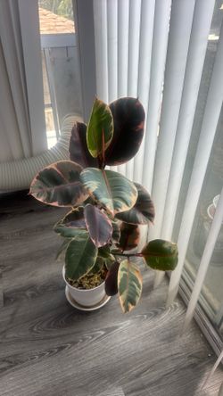 Rubber plant (live)