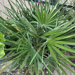 Mediterranean Palm