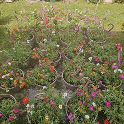 Moss Rose Beautiful And Healthy HANGING BASKETS PLANTS ARRIVED. $14 each