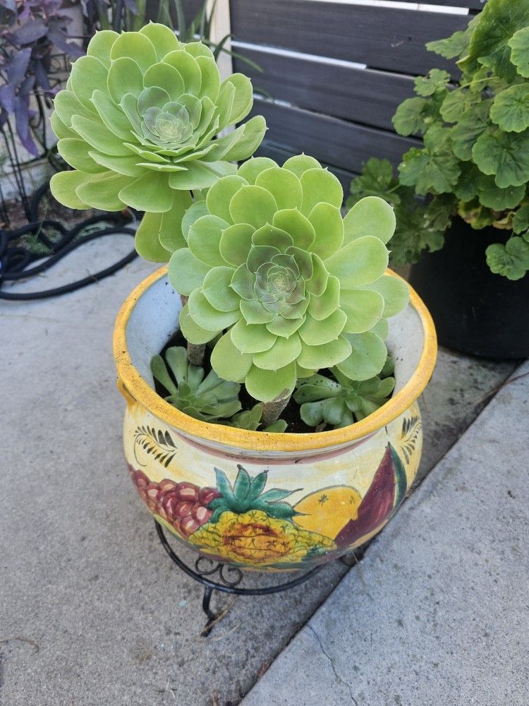 Large Talavera Pot With Succulent Arrangement