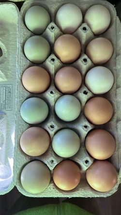Fresh eggs