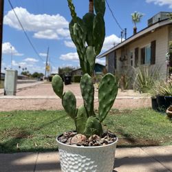 Prickly Pear Cactus Plant 