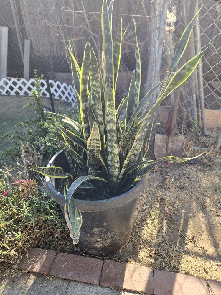 Plants