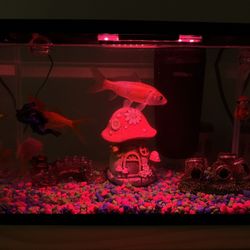 🫧 5-Gallon Aquarium with Fish & Accessories – Everything Included! 🐠
