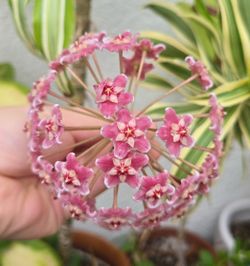 Hoya Skinneriana