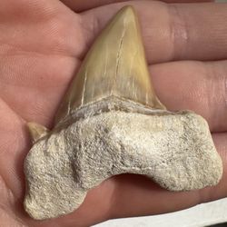 OTODUS OBLIQUUS Fossil Shark Tooth 1.93 IN MEGALODON ANCESTOR!