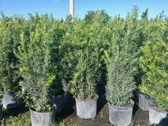 Plantas para jardin