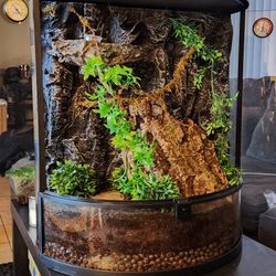 Gargoyle/Crested Gecko Bio-Active Tank Terrarium 