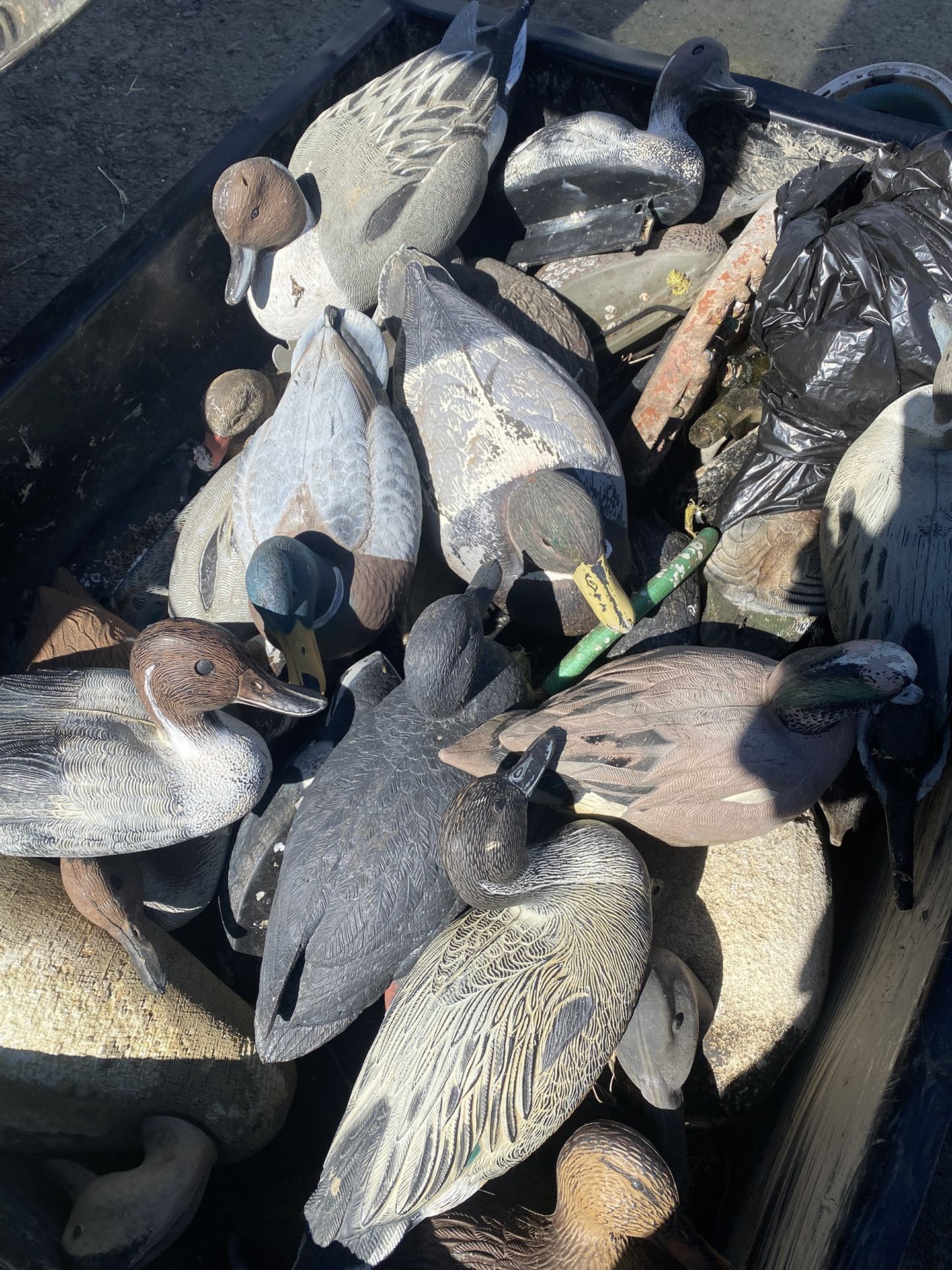 Ducks Decoy