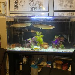 Empty Fish Tank