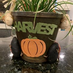 Ponytail Plant With Harvest Planter 