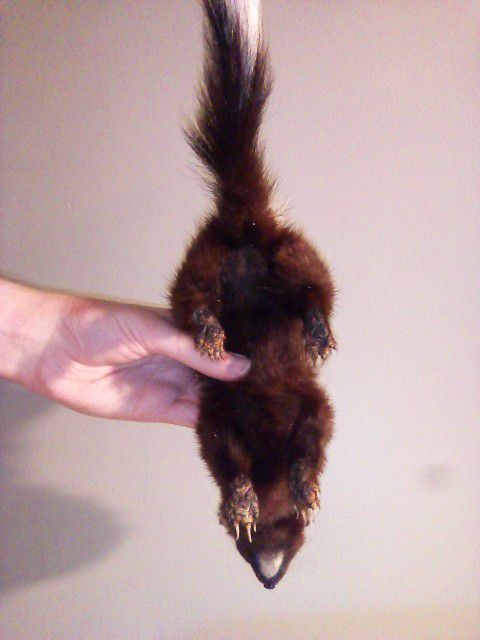 RARE Spotted Skunk Soft Mount Taxidermy Mount