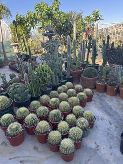 Golden Barrel Cactus 