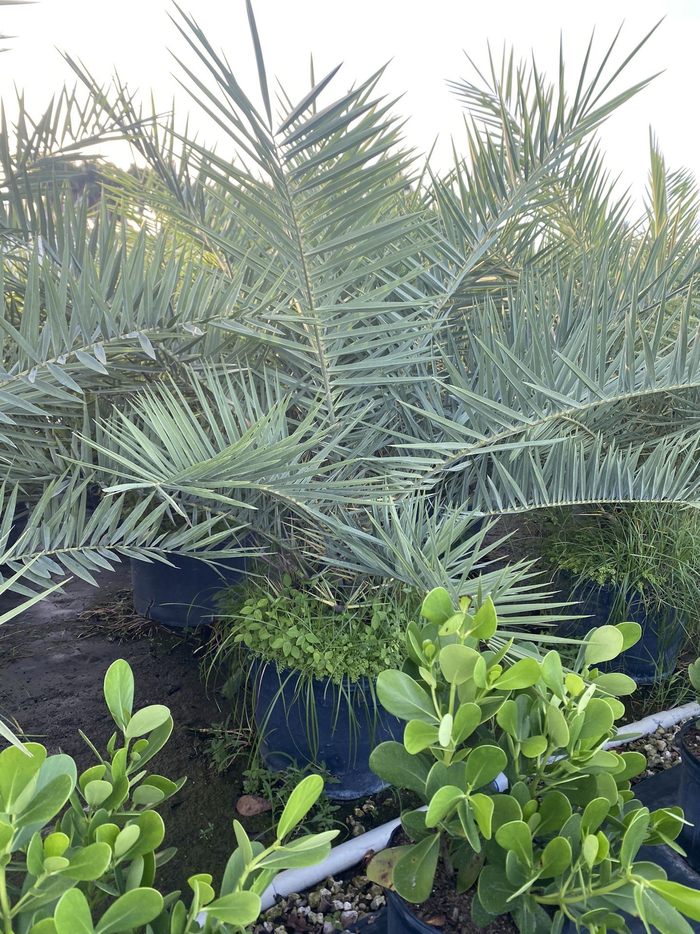 Silvestre Palm