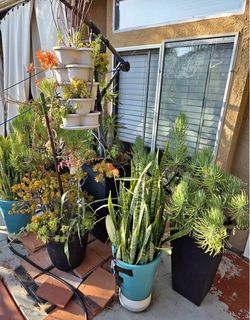 Large Mature Succulent & Snake Plant Collection – Multiple XL Plants