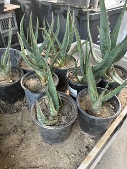 Dark Green Aloe, Fully Rooted And Ready To Plant In Ground Or Pots 