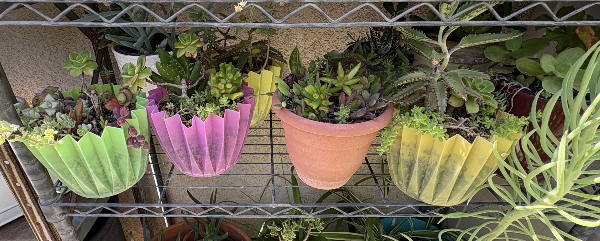 Succulent Arrangements Priced Separately